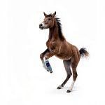 Italian Equine Medicine Kindle Print Replica B0FQ42GJL8-0