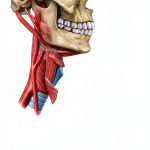 Sobotta Atlas of Human Anatomy Italian Edition eBook Elsevier-0